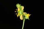 Beaked agrimony